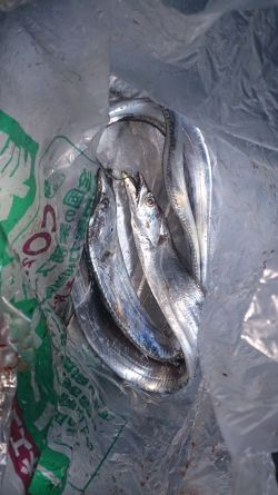 大津川尻高場にて太刀魚3匹