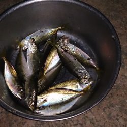 春木ベランダでアジング