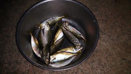 春木ベランダでアジング