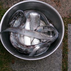 忠岡高場で太刀魚6匹ゲット