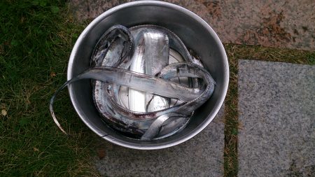 忠岡高場で太刀魚6匹ゲット