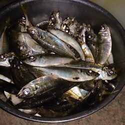 飛ばしサビキでアジ爆釣