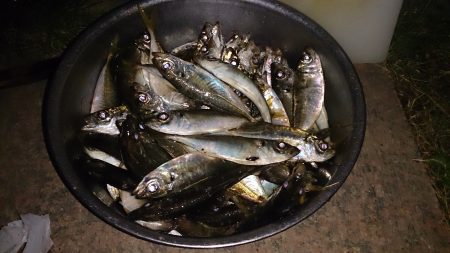 飛ばしサビキでアジ爆釣