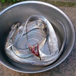 大津川尻高場にてウキ釣りで太刀魚3本get