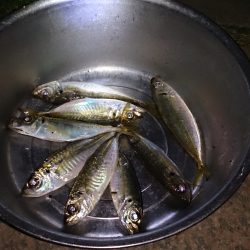 アジングで渋るなか8匹釣れました