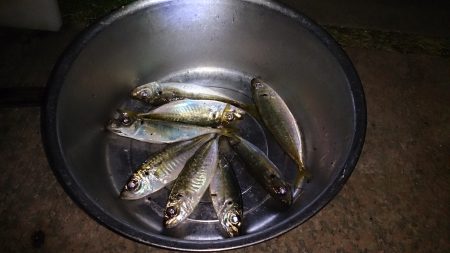 アジングで渋るなか8匹釣れました