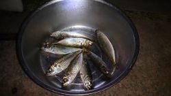 アジングで渋るなか8匹釣れました