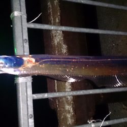 大津川尻高場にてウキ釣りで太刀魚7本get