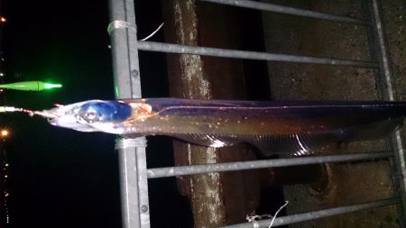 大津川尻高場にてウキ釣りで太刀魚7本get