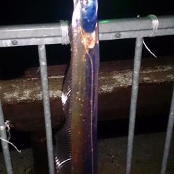 大津川尻高場にてウキ釣りで太刀魚7本get