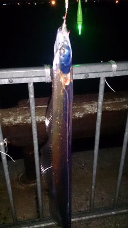 大津川尻高場にてウキ釣りで太刀魚7本get…