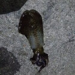 全員釣果ありました♪