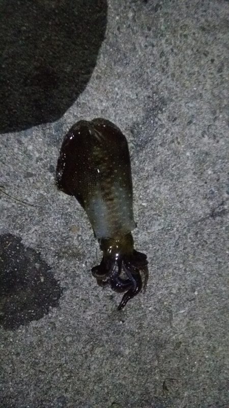 全員釣果ありました♪