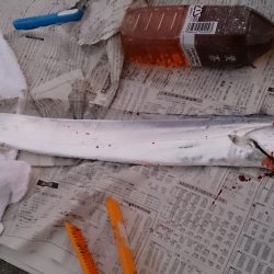 明け方に大物が