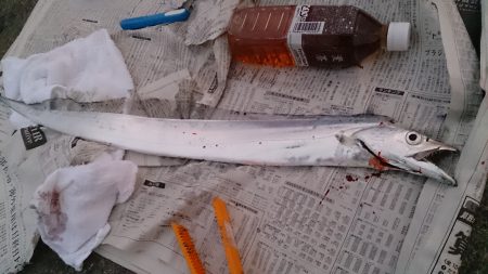 明け方に大物が