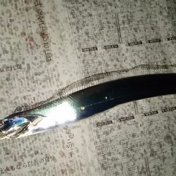 タチウオ仕掛けに意外なお客様