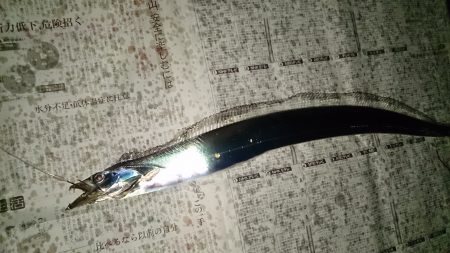 タチウオ仕掛けに意外なお客様