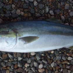 ショアジギング