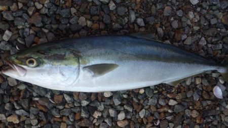 ショアジギング