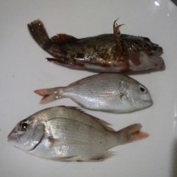 淡路島西側廻りは淋しい結果