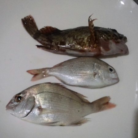 淡路島西側廻りは淋しい結果