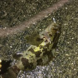 少しだけアジング