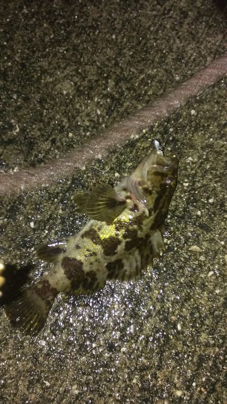 少しだけアジング