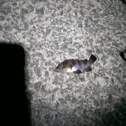 少しだけアジング