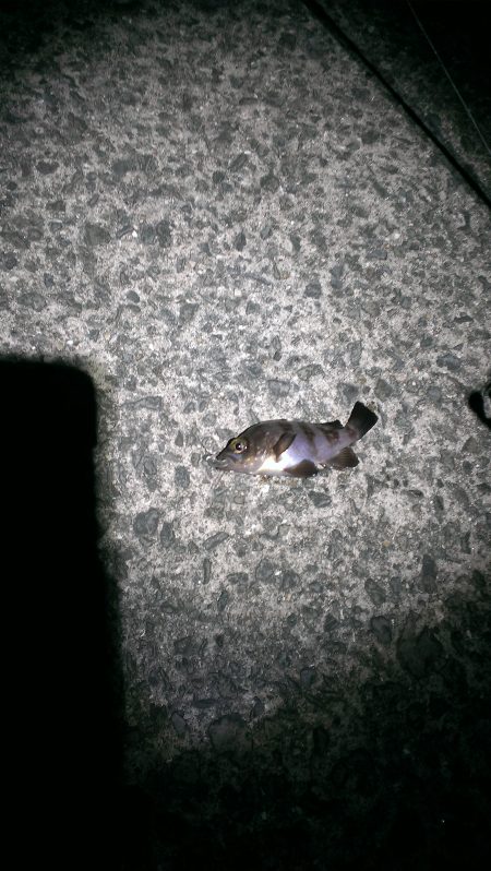 少しだけアジング