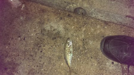 穏やか過ぎる海