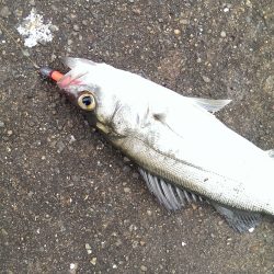 雨で大変。五目釣り