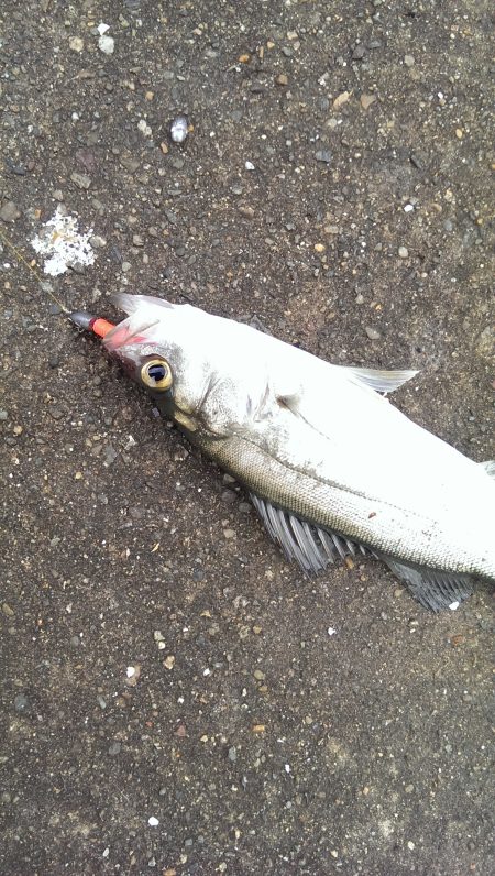 雨で大変。五目釣り