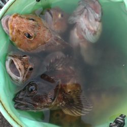 タチウオ？いえガシラです！