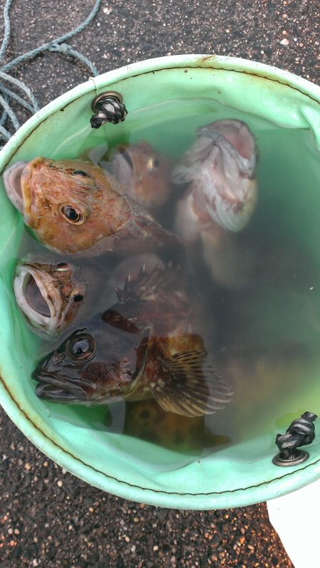 タチウオ？いえガシラです！