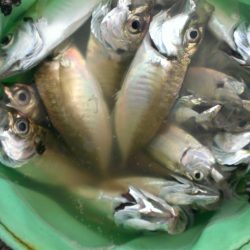 小アジ、型が良くなってきたよ