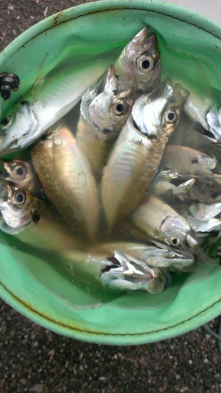 小アジ、型が良くなってきたよ