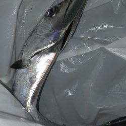 数出なけりゃ型も伸びず