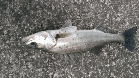 またも早起き報われず