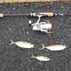 アジング＆メバリング