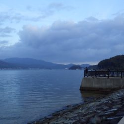 矢原　サゴシ回遊中