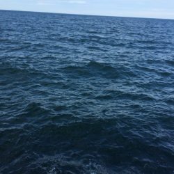 やっと今年初アオリ