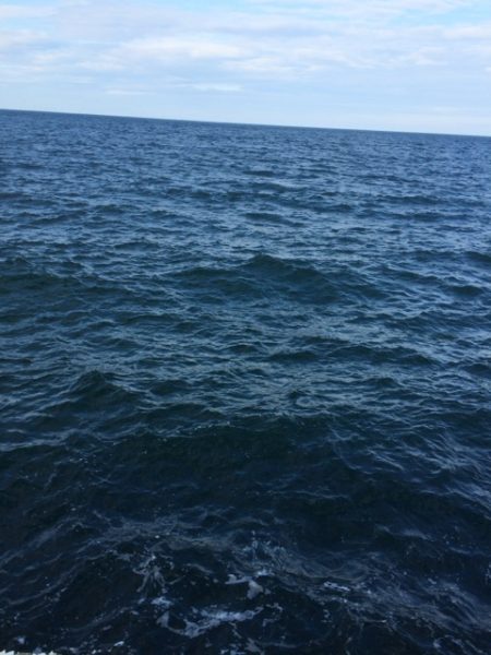 やっと今年初アオリ