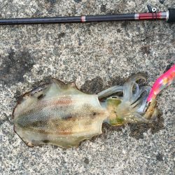 短時間エギング