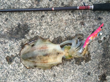 短時間エギング