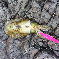 ちょっと成長？