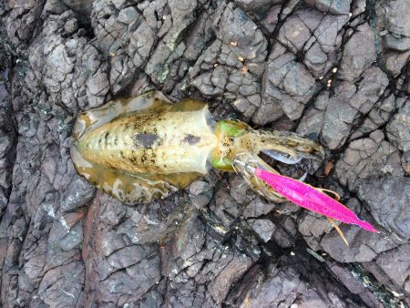 ちょっと成長？