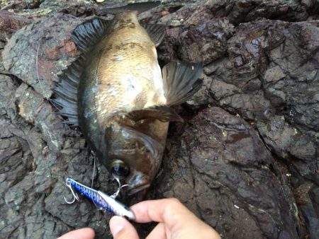 ショアジギング