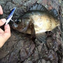 ショアジギング