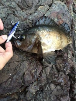 ショアジギング