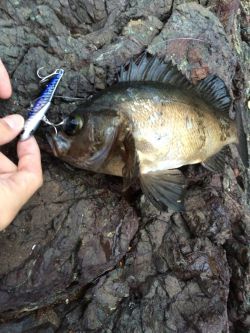 ショアジギング